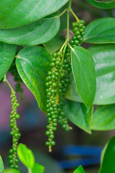 Fresh green pepper.(Piper nigrum Linn)  on tree in nature — Stock Photo, Image