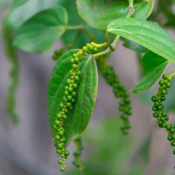 Färsk grön paprika. (Piper nigrum Linn) på träd i naturen — Stockfoto