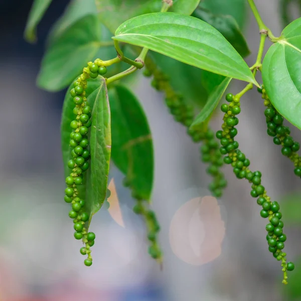 Fresh green pepper.(Piper nigrum Linn)  on tree in nature — Stock Photo, Image