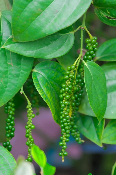 Fresh green pepper.(Piper nigrum Linn)  on tree in nature — Stock Photo, Image