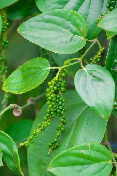 Fresh green pepper.(Piper nigrum Linn)  on tree in nature — Stock Photo, Image