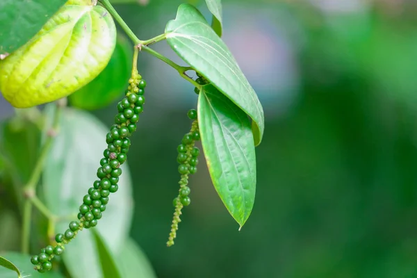 Fresh green pepper.(Piper nigrum Linn)  on tree in nature — Stock Photo, Image