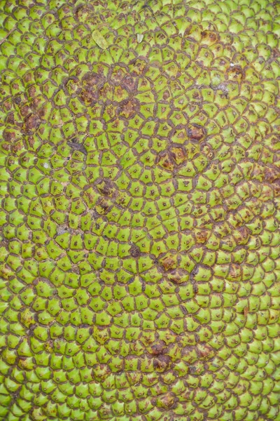 Close-up van groene nangka voor textuur en achtergrond, — Stockfoto