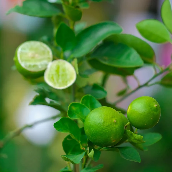Detailní záběr lípy s ovocem v přírodě — Stock fotografie