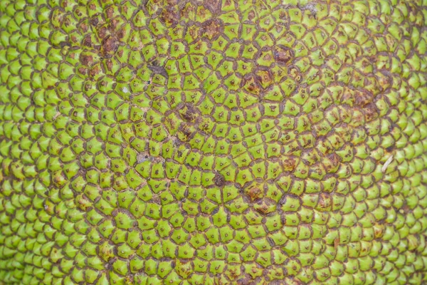 Close up green Jackfruit  for texture  and background, — Stock Photo, Image