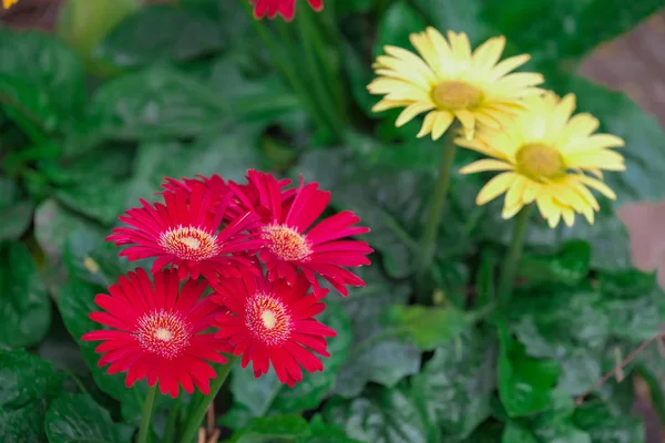 Ağaç doğa güzel gerbera çiçekleri — Stok fotoğraf