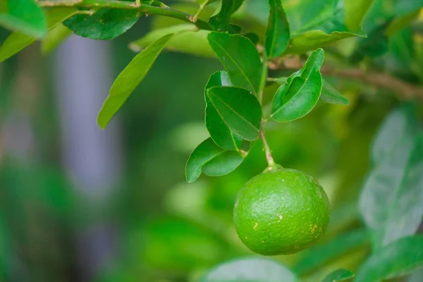 Primer plano Árbol de lima con frutas en la naturaleza —  Fotos de Stock