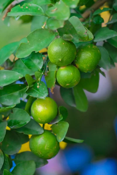 Menutup pohon jeruk dengan buah-buahan di alam — Stok Foto