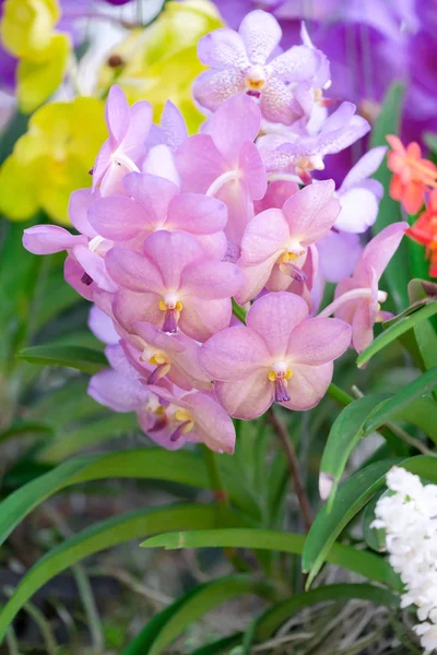 Pink vanda Orchids of Thailand in nature — Stock Photo, Image