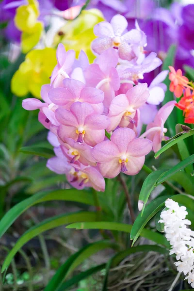 Pink vanda Orchids of Thailand in nature — Stock Photo, Image