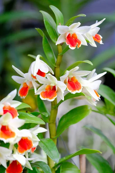 Krásná květina orchidej v orchid garden — Stock fotografie