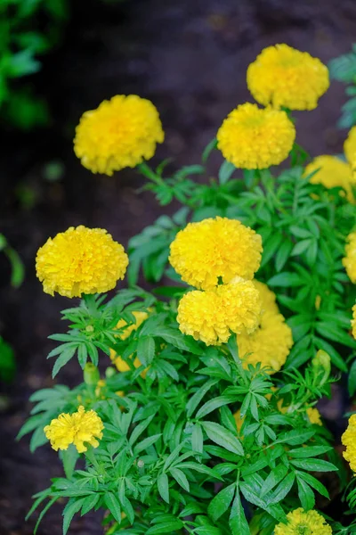 Marigold yellow asian, Amazing flower, Marigolds flower in garde