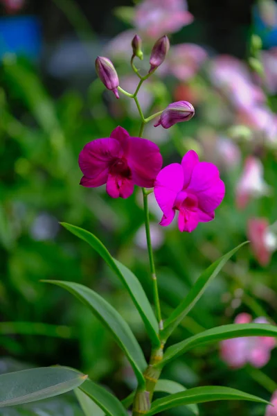 Bello fiore del Orchid nel giardino del orchid — Foto Stock
