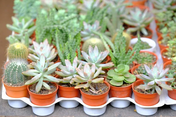 Cactus in pots lined up ready for sale. — Stock Photo, Image