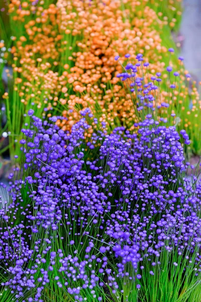 Nahaufnahme bunte kleine Grasblume Hintergrund, kleine wilde whit — Stockfoto