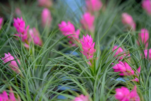 Close up of Bromeliad flower  Beautiful flowers — Stock Photo, Image