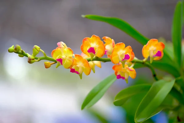 Krásná květina orchidej v orchid garden — Stock fotografie