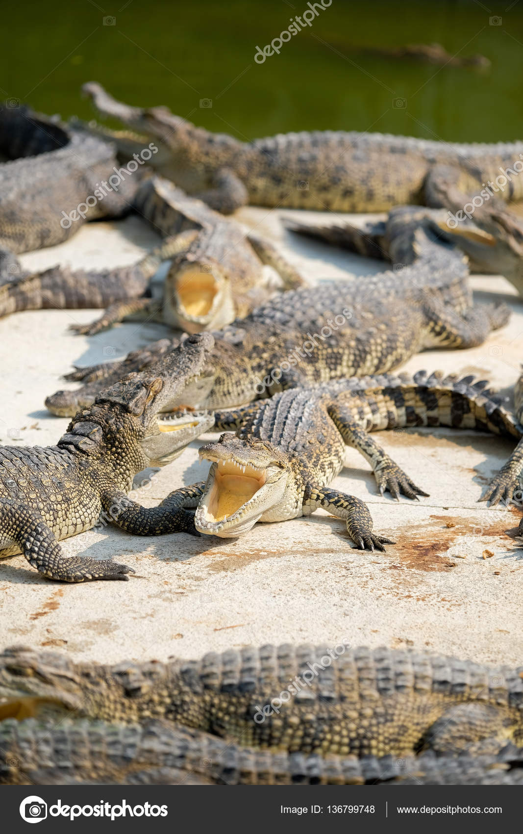 Water Bodies On The Crocodile Baby Stock Photo By C Subinpumsom