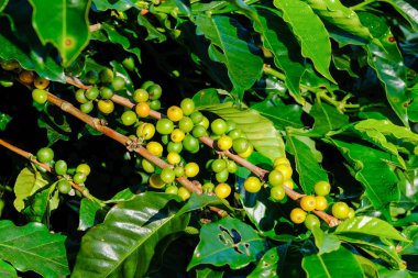 Kahve çekirdekleri dalı. Arabica kahve.