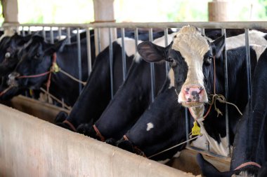 Tayland at çiftliğinde inek sütü kadar kapatın