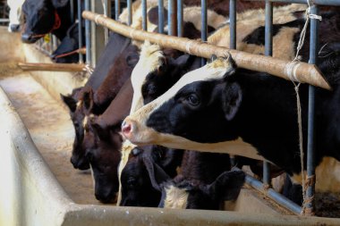 Tayland at çiftliğinde inek sütü kadar kapatın
