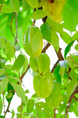 Star elma ağacı ve doğada yaprakları