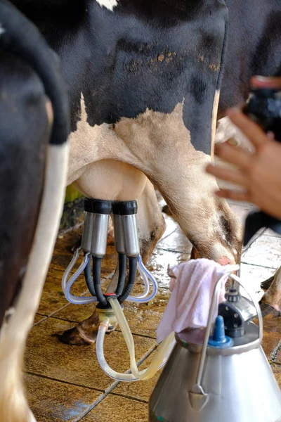 젖을 짜는 기계에 의해 농장에서 젖 짜는 — 스톡 사진