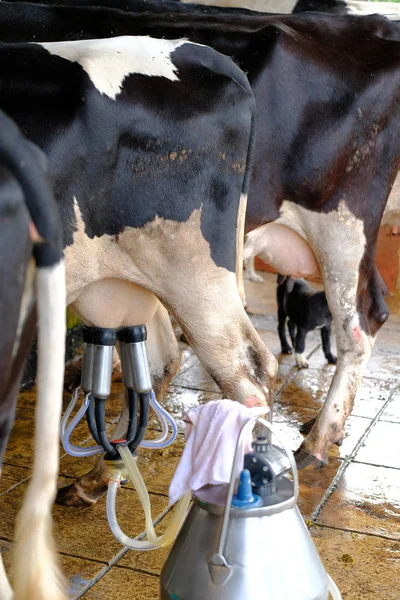 A farm által fejőgép fejőlány — Stock Fotó