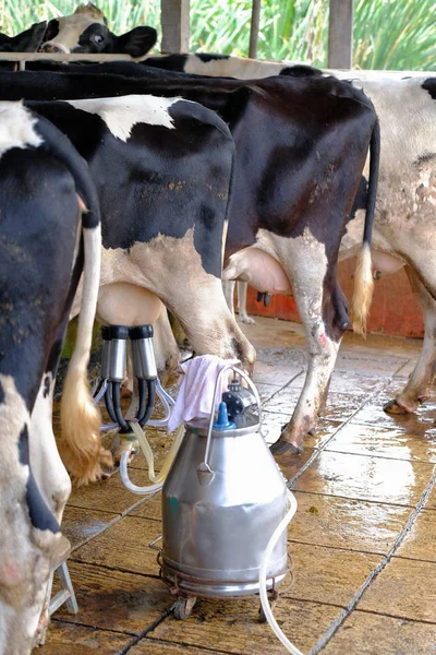 The milkmaid in farm by milking machine — Stock Photo, Image