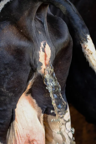 Tehén tej animal Farm Thaiföld pisilnek — Stock Fotó