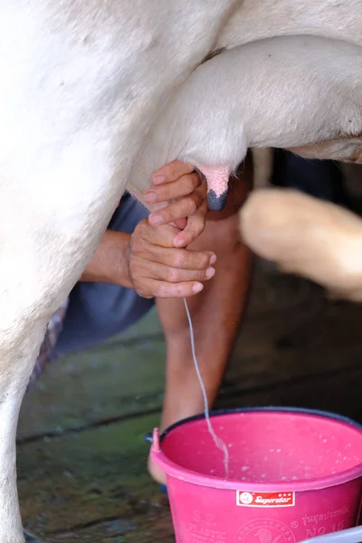 La Lattaia dalle mani degli agricoltori in Thailandia — Foto Stock