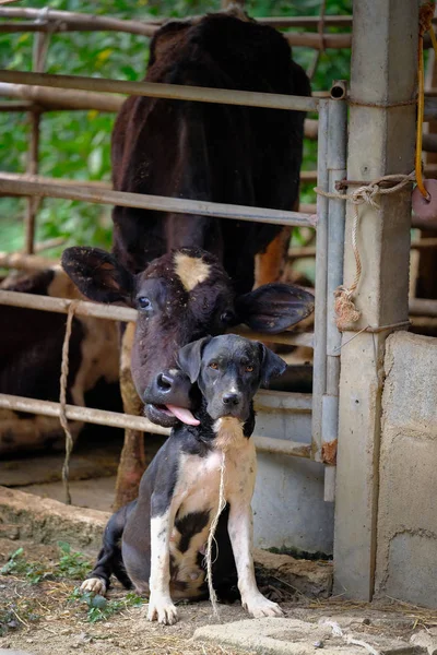 Cow milk in seta and dog see to camera — Stock Photo, Image