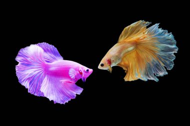 Siyam Albino ve dövüş balık üzerinde siyah backgr izole sarı