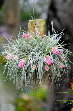 Bromeliad çiçek güzel çiçekler yakın çekim