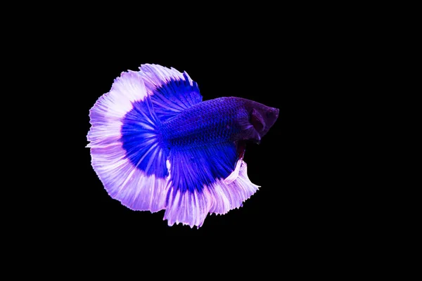 Сиамская синяя боевая рыба изолирована на черном фоне . — стоковое фото