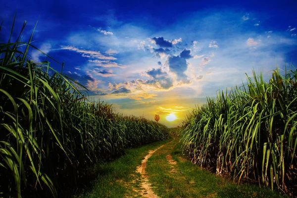 Sunset Campo de caña de azúcar y carretera con nube blanca en Tailandia — Foto de Stock