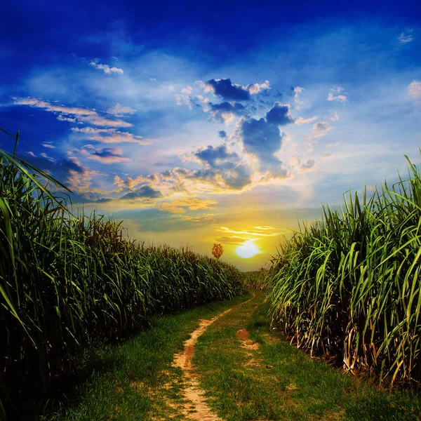 Sunset Sugarcane-feltet og vei med hvit sky i Thailand – stockfoto