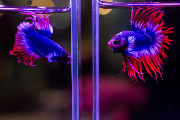 Siamese red and blue fighting fish isolated on black background. — Stock Photo, Image