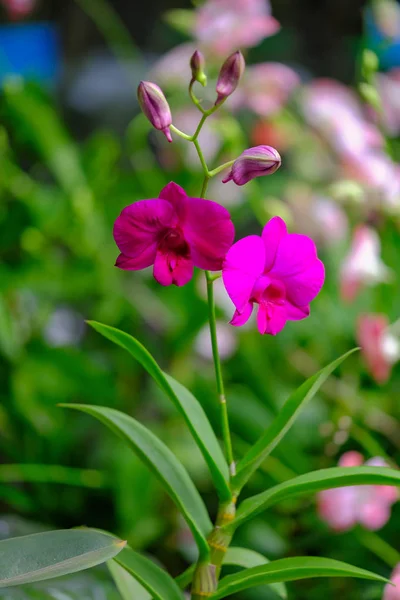 Orquídea hermosa en el jardín en Tailandia —  Fotos de Stock