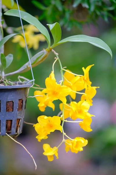 Orchid beautiful in garden at Thailand — Stock Photo, Image