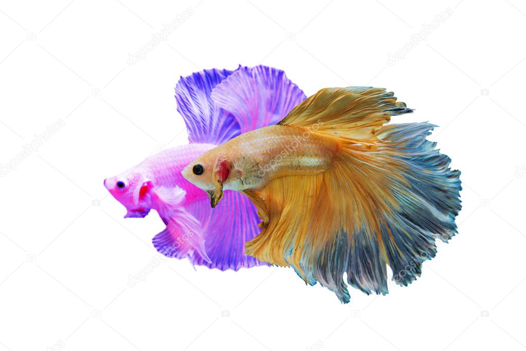 Siamese Albino and yellow fighting fish isolated on white backgr