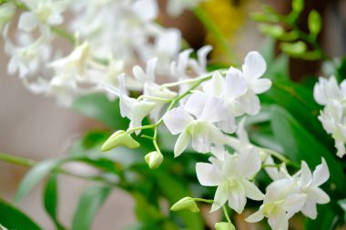 Orkide Tayland Garden'da güzel