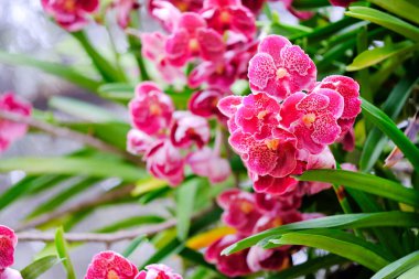 Orkide Tayland Garden'da güzel