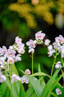 Orkide Tayland Garden'da güzel