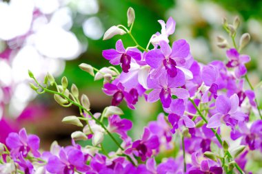 Orkide Tayland Garden'da güzel