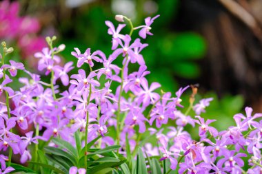 Orkide Tayland Garden'da güzel