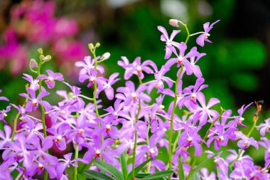 Orkide Tayland Garden'da güzel