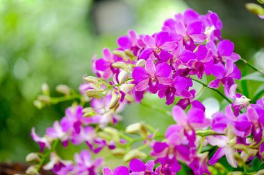 Orkide Tayland Garden'da güzel