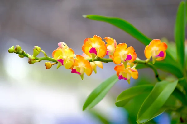 Orchidée belle dans le jardin à Thaïlande — Photo