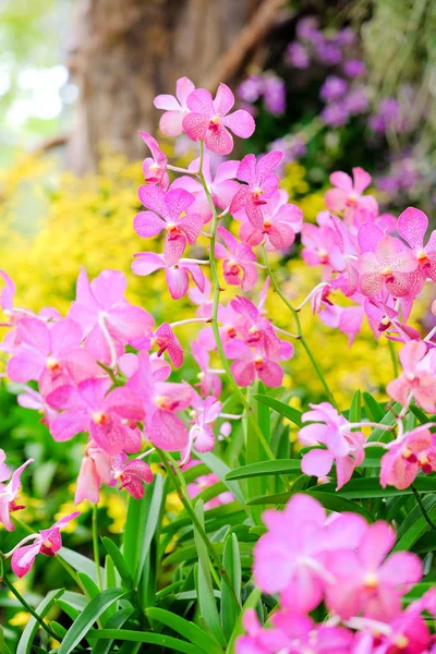 Orchid beautiful in garden at Thailand — Stock Photo, Image